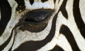 3342 zebra 84073 jpg