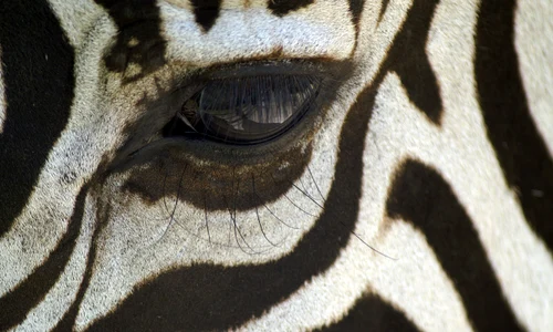 3342 zebra 84073 jpg