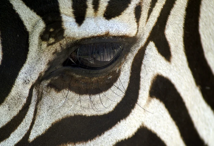 „Zebra striping”, o nouă tendință din baruri pentru limitarea consumului de alcool. Foto: Pixabay