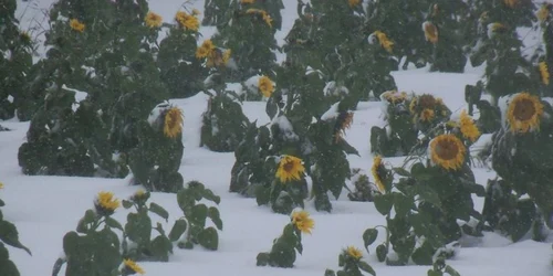 floarea soarelui in zapada