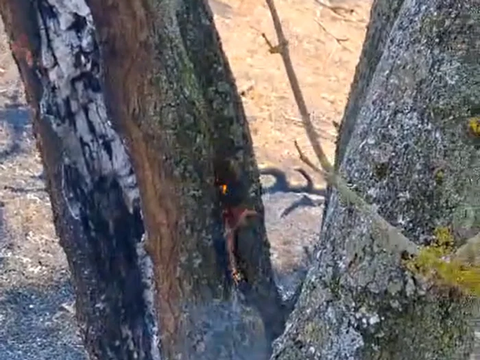  Copacii ard din interior, de la rădăcină în sus Foto: captură VIDEO Ioan Suciu