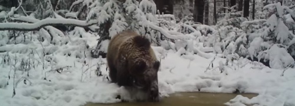 Un urs însetat, un râs singuratic și un ieduț de capră neagră trec peste obstacolele iernii. Imagini spectaculoase VIDEO
