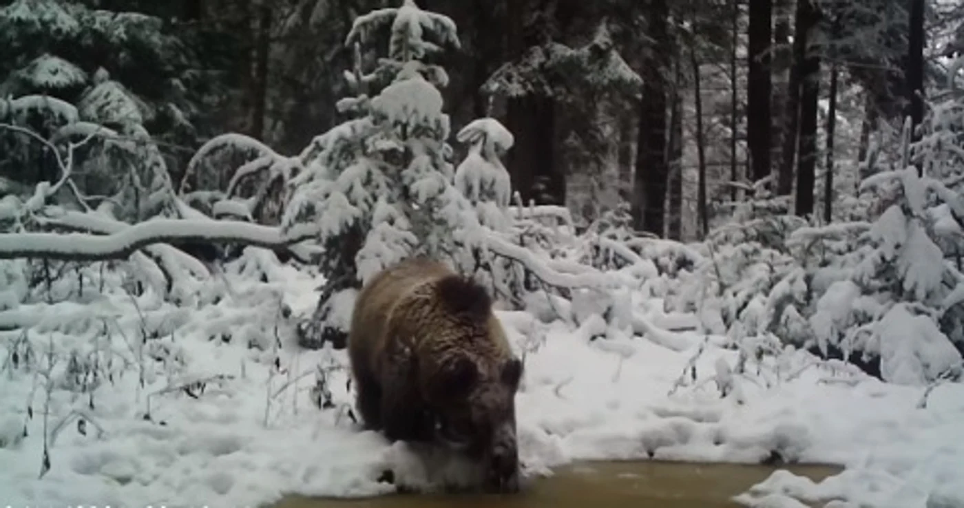 Urs însetat Captură video: Parcul Național Cheile Bicazului - Hășmaș
