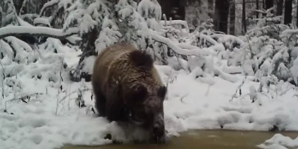 Urs însetat Captură video Parcul Național Cheile Bicazului   Hășmaș jpg