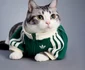 Noile haine Adidas pentru animale / foto: houseofheat