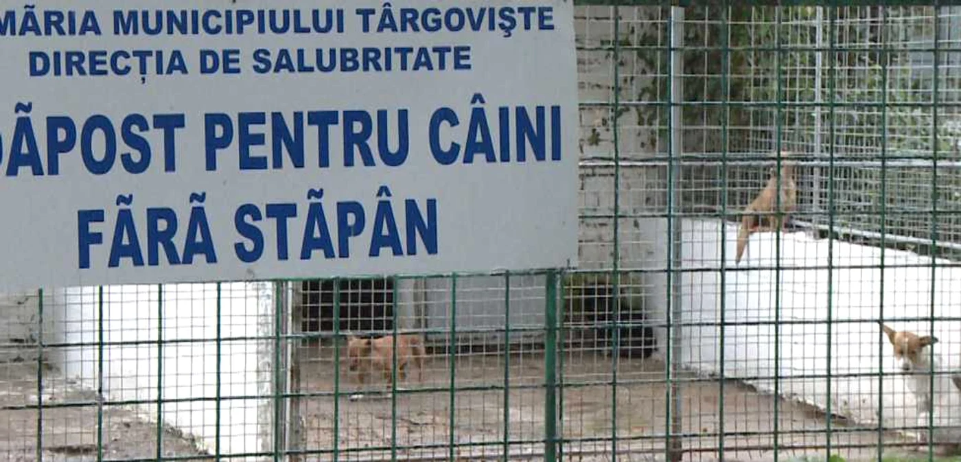 Adoptii caini Targoviste