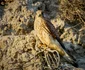 vanturelul rosu2 foto ovidiu optik nature photographer jpg