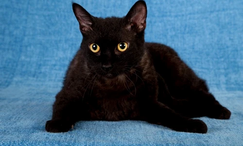 1 49947 original jpg jpeg