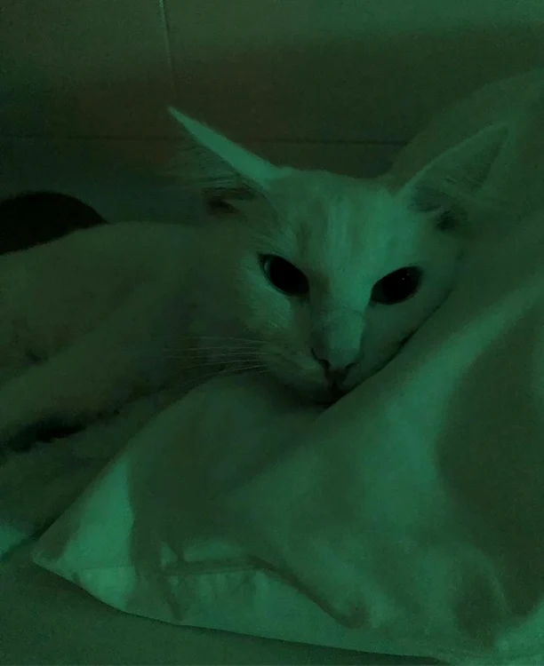 Aceasta este pisica vedetei pentru care Oana înceracă să facă rost de tratament