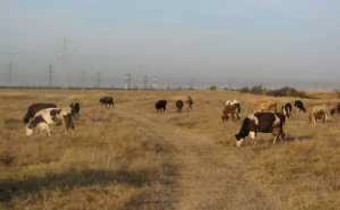 Seceta a pârjolit câmpurile