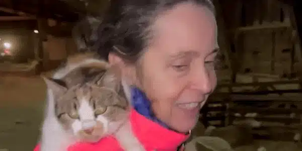 pisica gif