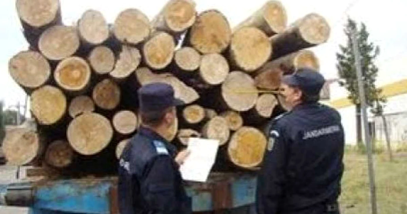  Cei doi conducători auto au transportat lemne fără  a avea licenţă   