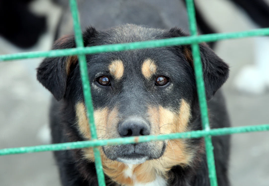 
    Câinele își așteaptă stăpânul de ”Ziua internațională a animalelor fără stăpân”foto: arhivă Click!  