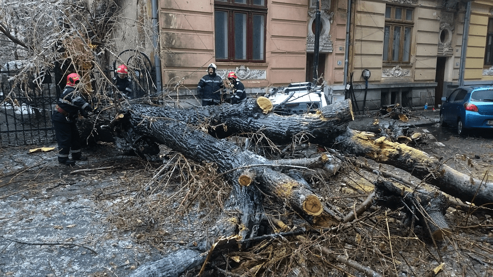 Zeci de copaci doborâți în Capitală
