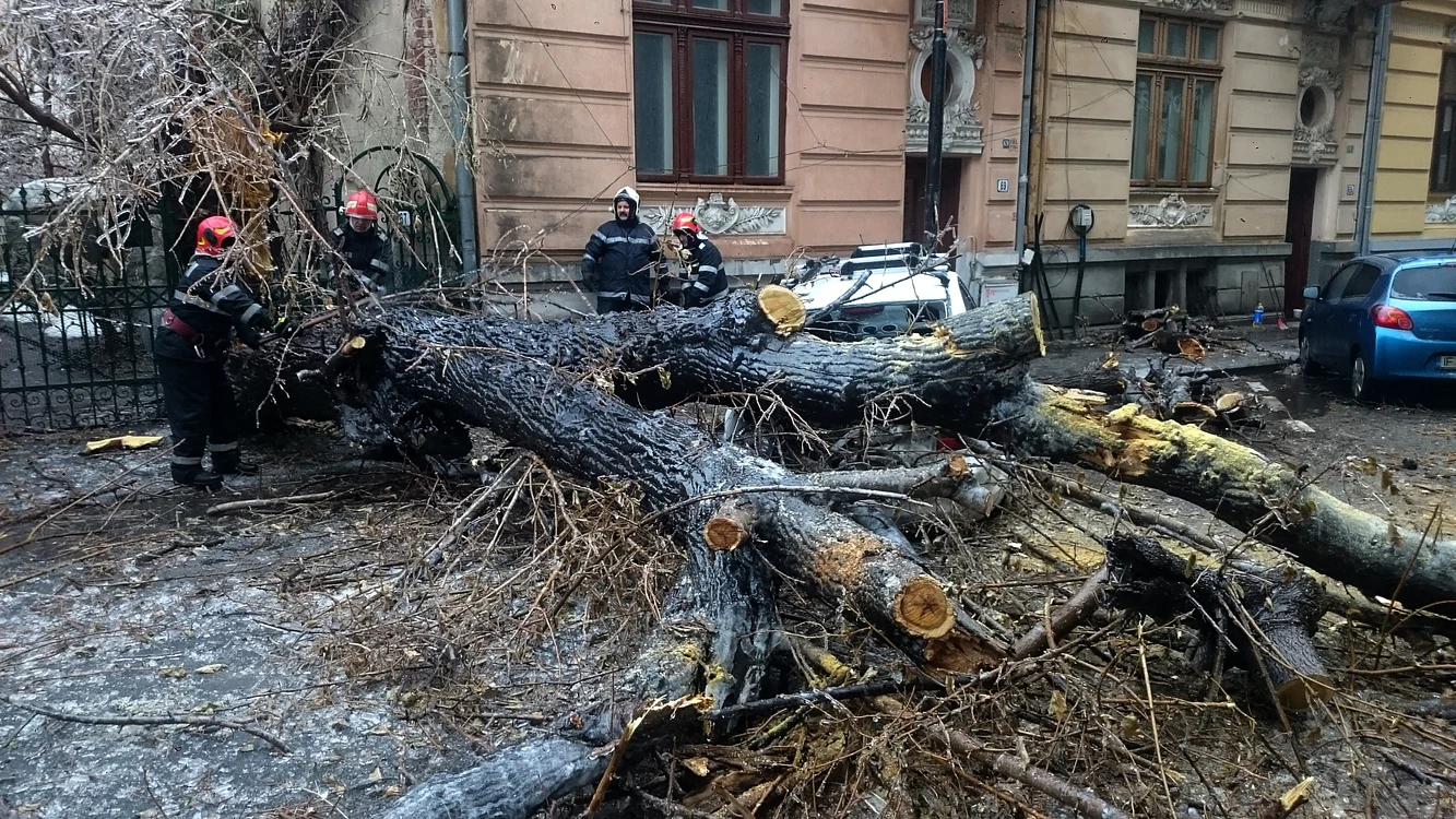 Un copac a zdrobit o mașină