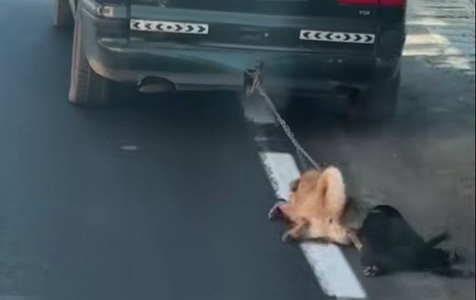 Scene greu de privit. Un tânăr care și-a târât câinii cu lanțul de mașină, acuzat de schingiuirea animalelor. Cum și-a justificat actul de cruzime
