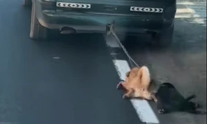 caini legati de masina dolj foto captura video jpg