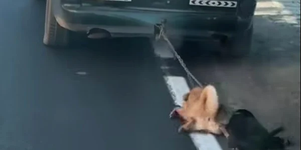 caini legati de masina dolj foto captura video jpg