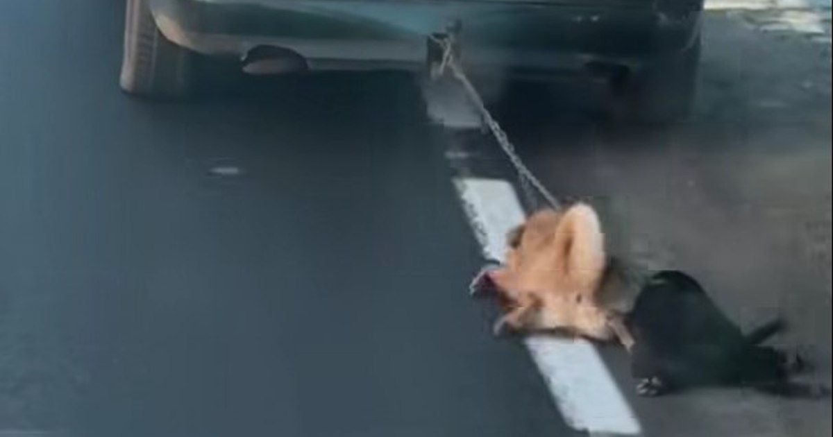 Scene greu de privit. Un tânăr care și-a târât câinii cu lanțul de mașină, acuzat de schingiuirea animalelor. Cum și-a justificat actul de cruzime