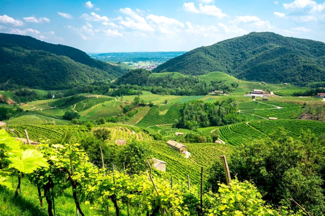 Prosecco, spumantul nou al Lumii Vechi jpeg