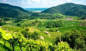 Prosecco, spumantul nou al Lumii Vechi jpeg