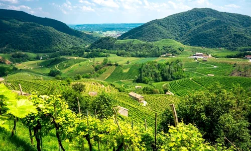 Prosecco, spumantul nou al Lumii Vechi jpeg