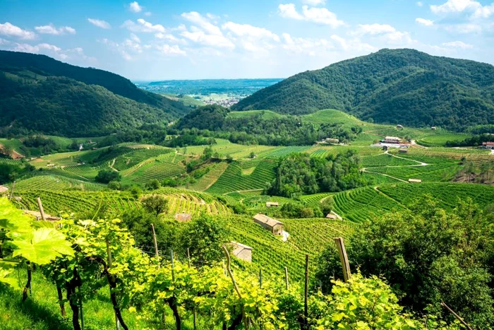 Prosecco, spumantul nou al Lumii Vechi jpeg
