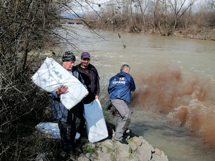 Lucrătorii de la Apele Române au intervenit pentru a diminua efectele poluării Foto Apele Române Jiu
