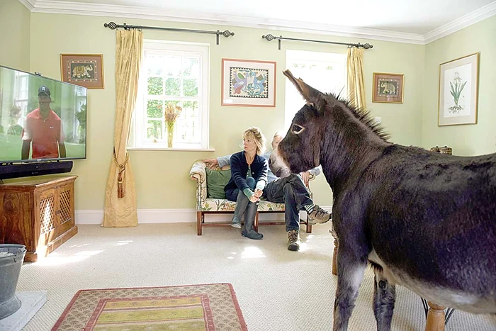 Măgăruşul adoră să se  uite la televizor