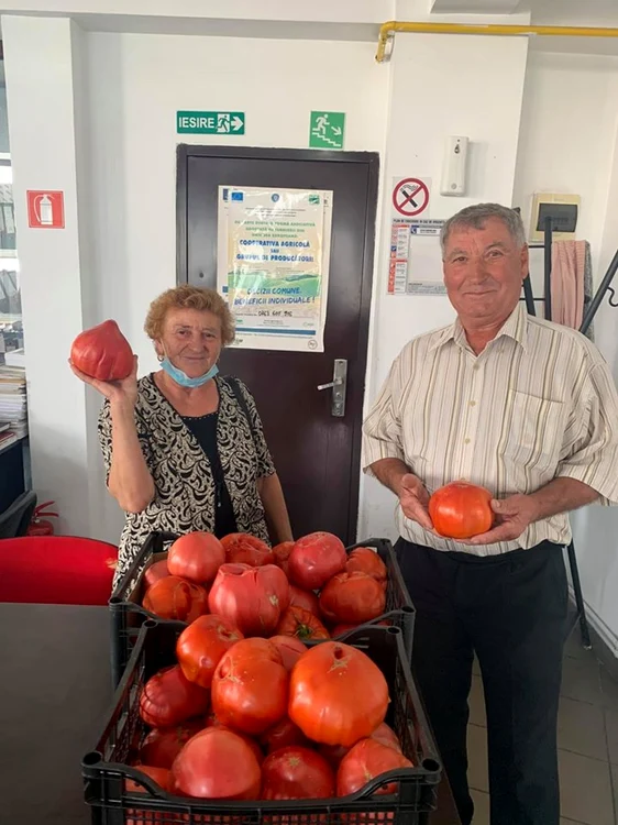 Soţii Spînu, din Pleşoiu, produc tomatele-gigant atât de cerute pe piaţă FOTO: Facebook/Florin Ciobanu