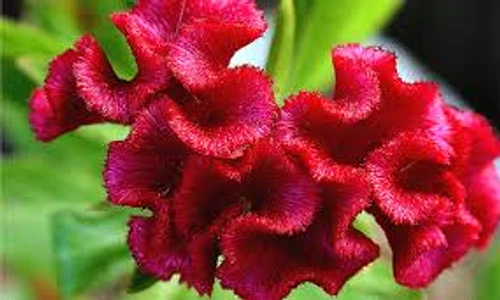 1 72913 original jpg jpeg