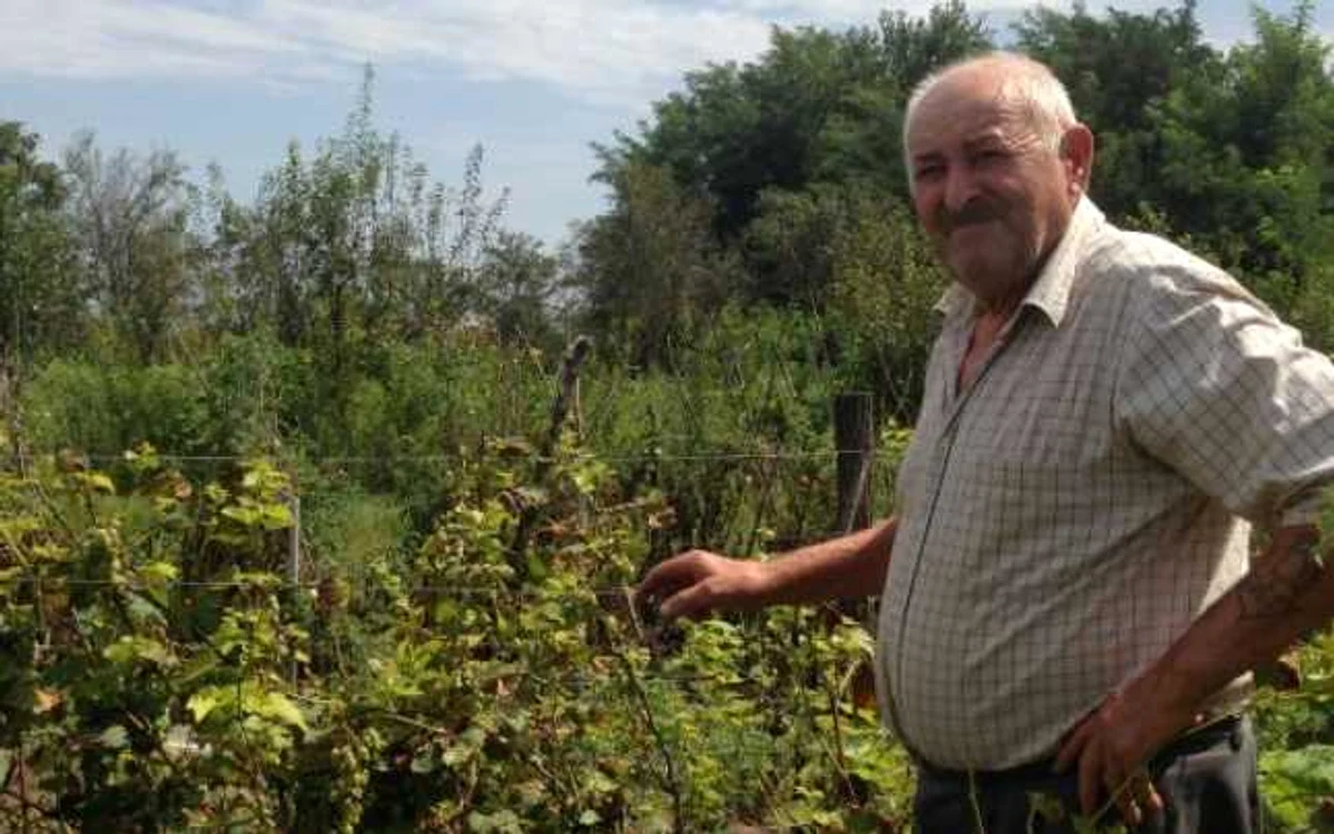Strugurii au fost distruşi, iar cultura este compromisă