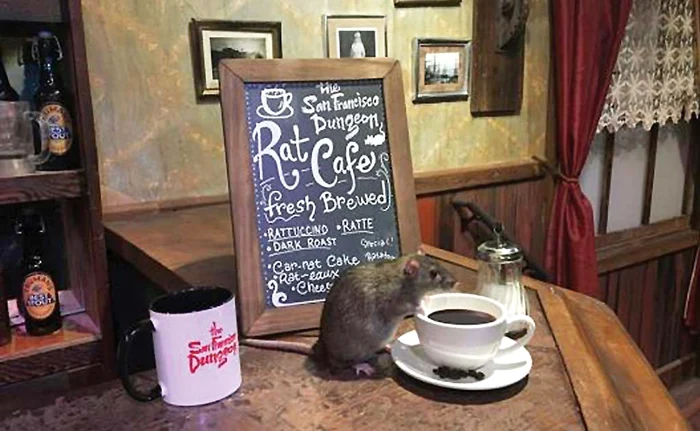 Rozătoarele mişună prin restaurant