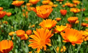 galbenele istock jpg