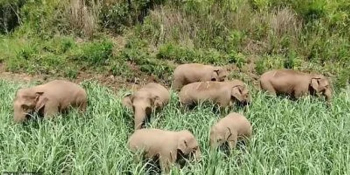 Autoritățile din Namibia vor ucide 723 de animale sălbatice, inclusiv 83 de elefanți/ FOTO:Arhiva