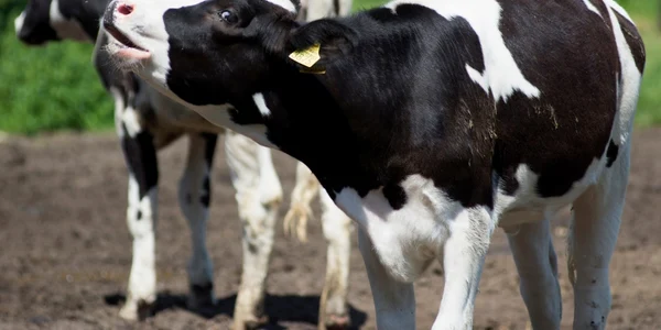 Vaca FOTO Shutterstock