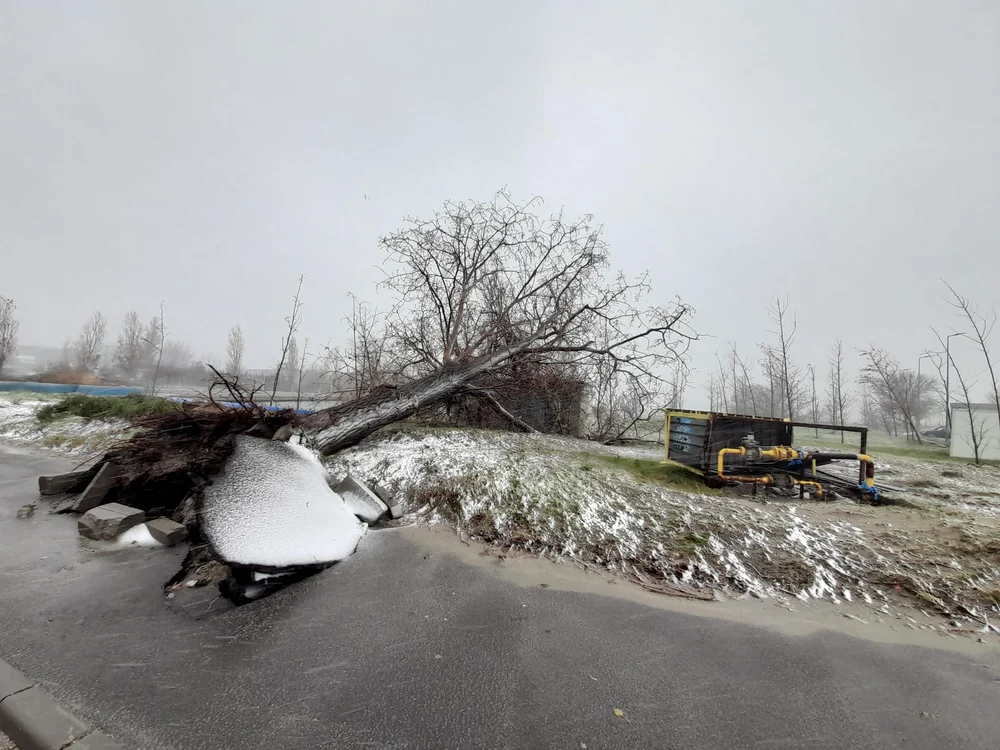 foto copac smuls din rădăcini în zona Dobrogea