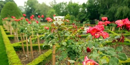 Trandafirii pot fi admiraţi în Parcul Rozelor