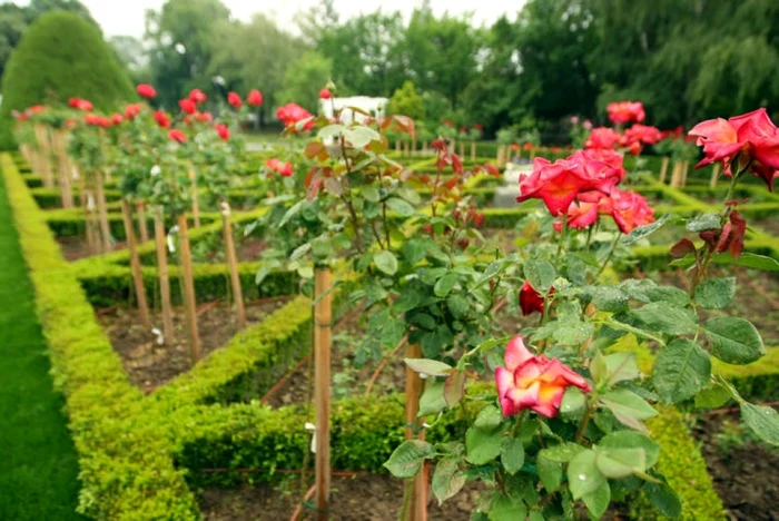 Trandafirii pot fi admiraţi în Parcul Rozelor