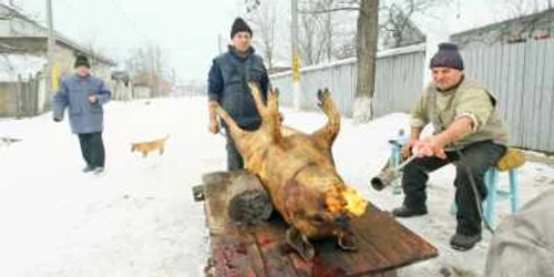 Vecinii se uită cu admiraţie la porcul de aproape 200 de kilograme al familiei Asmarandei