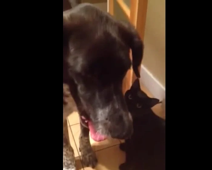 Pisica îi demonstrează cățelului cât de dor i-a fost de elcaptură: YouTube