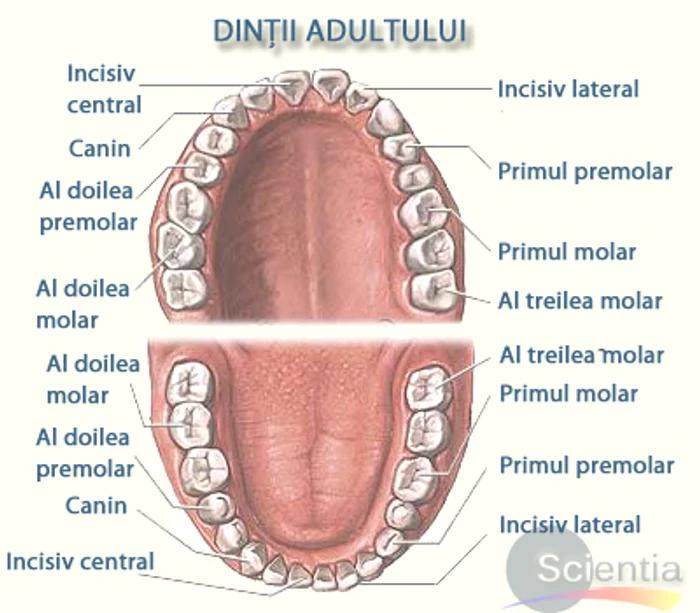 Câți dinți are un om: dinții copiluluiFoto: scientia.ro