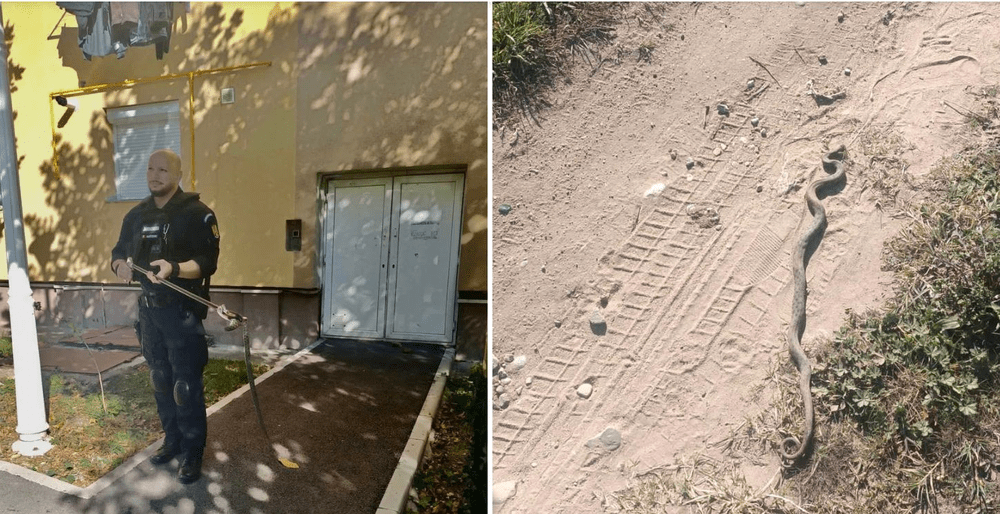 Viperă găsită lângă un bloc din Drobeta-Turnu Severin. Locatarii au sunat la 112