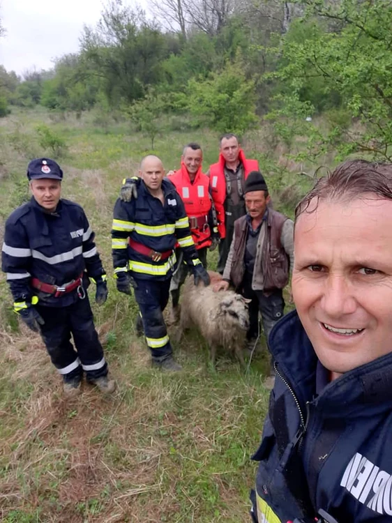 Cum au salvat pompierii argeşeni o oaie captivă într-un canion format în albia râului Argeş.