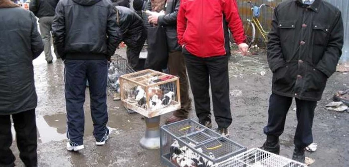 Porumbeii de consum se vând cu preţ de la 2,5 la 5 lei
