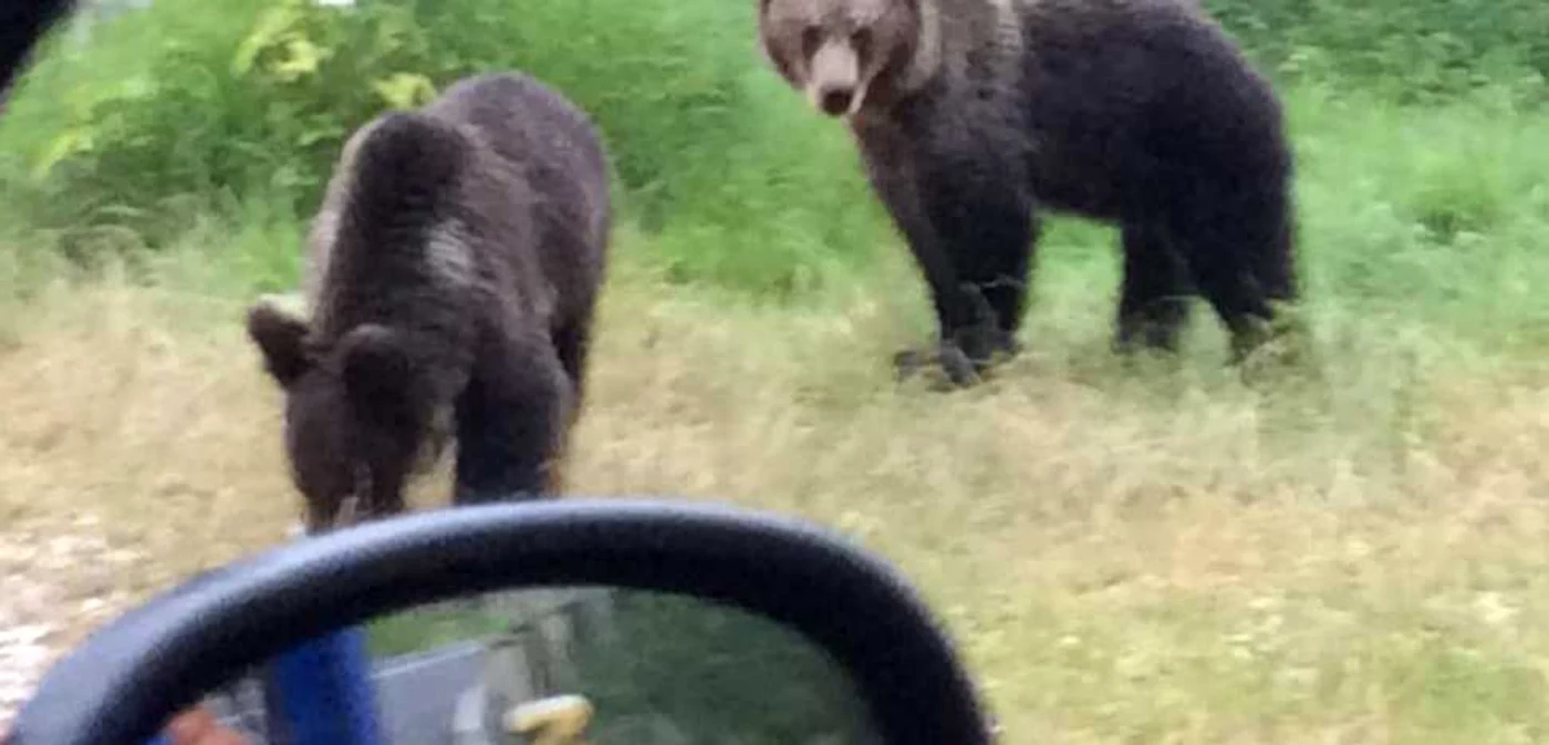 Urşii  au devenit o obişnuinţă la Braşov. FOTO Ion Sănduloiu.