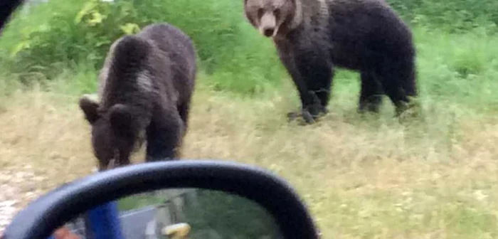 Urşii  au devenit o obişnuinţă la Braşov. FOTO Ion Sănduloiu.