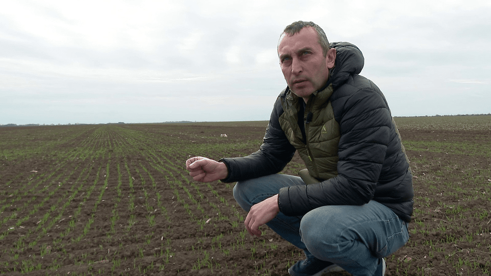 O secetă istorică ameninţă grâul românesc și pâinea cea de toate zilele. Cel mai sumbru scenariu al agricultorilor