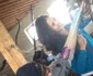 veterinar bistrita 3