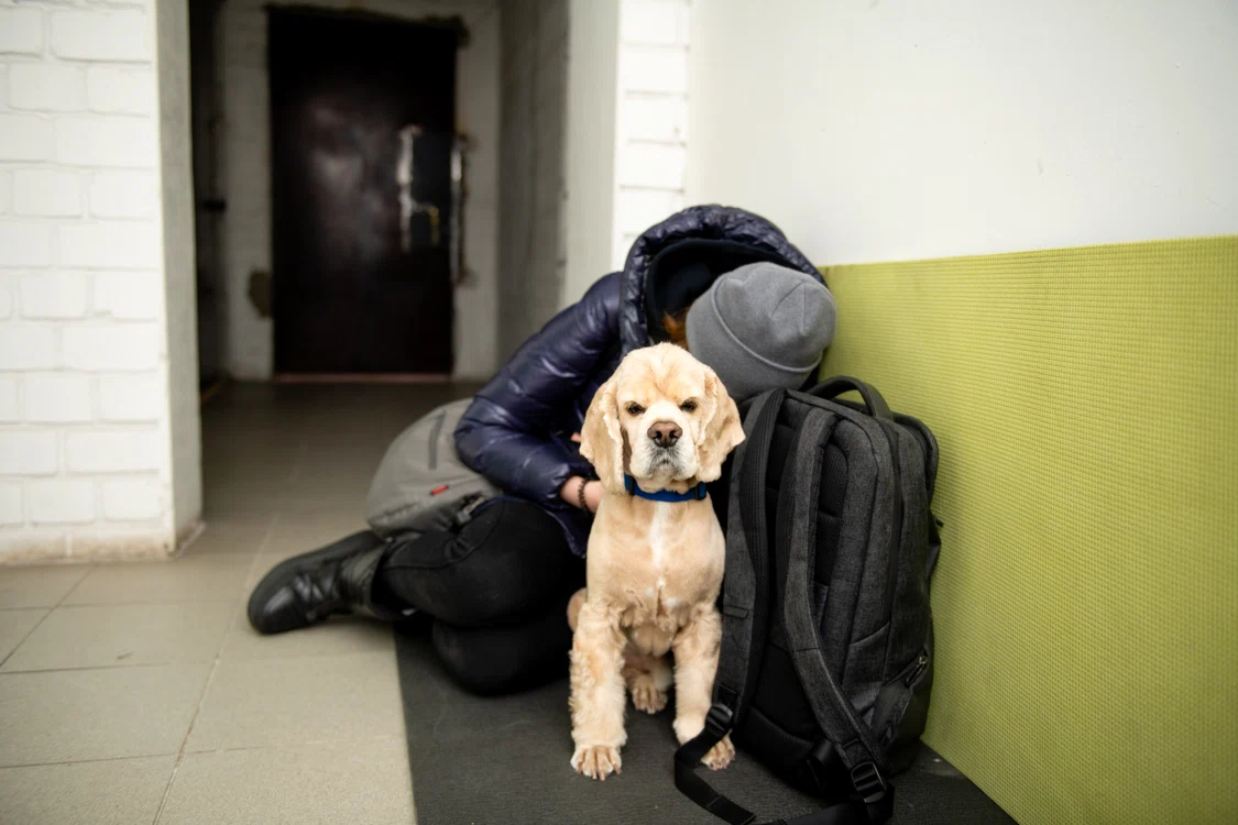 Ucrainenii nu și-au abandonat animalele de companie FOTO Shutterstock